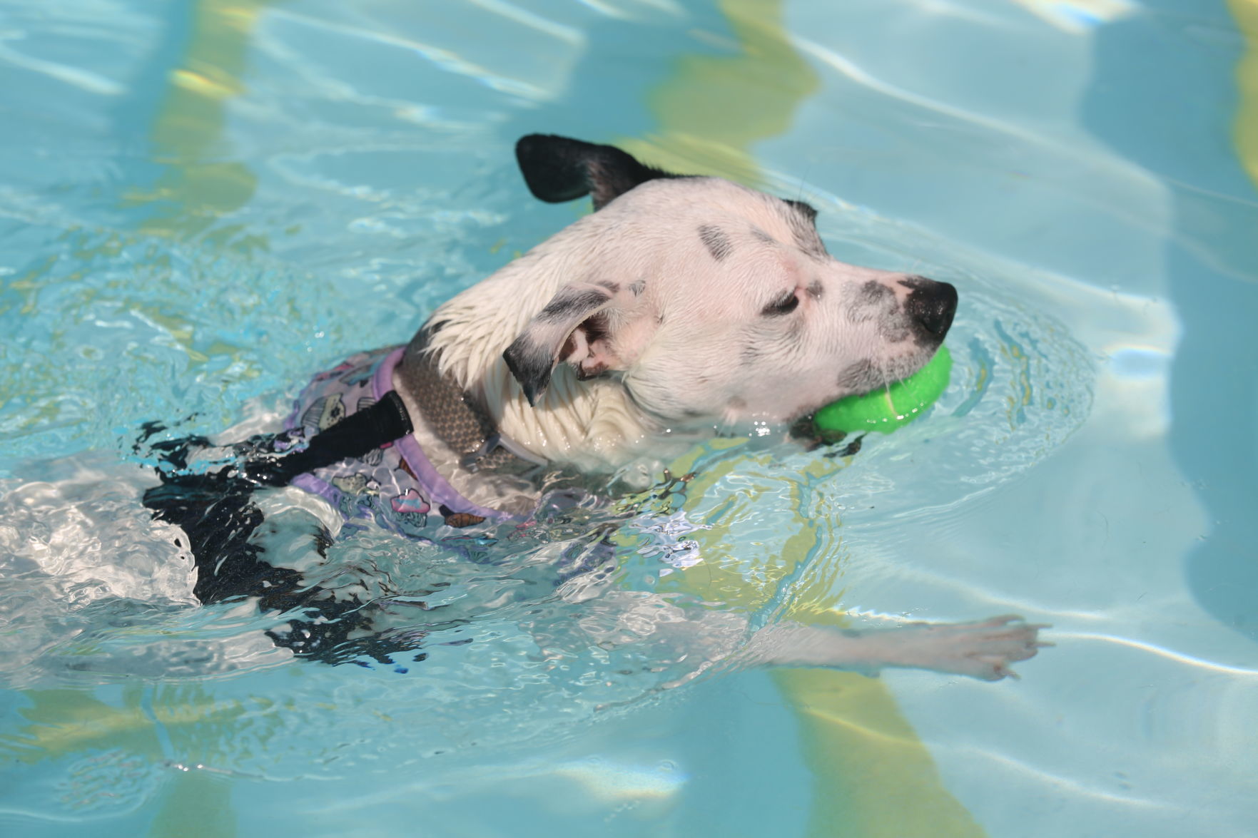 090919_gal_WWdogs (8)